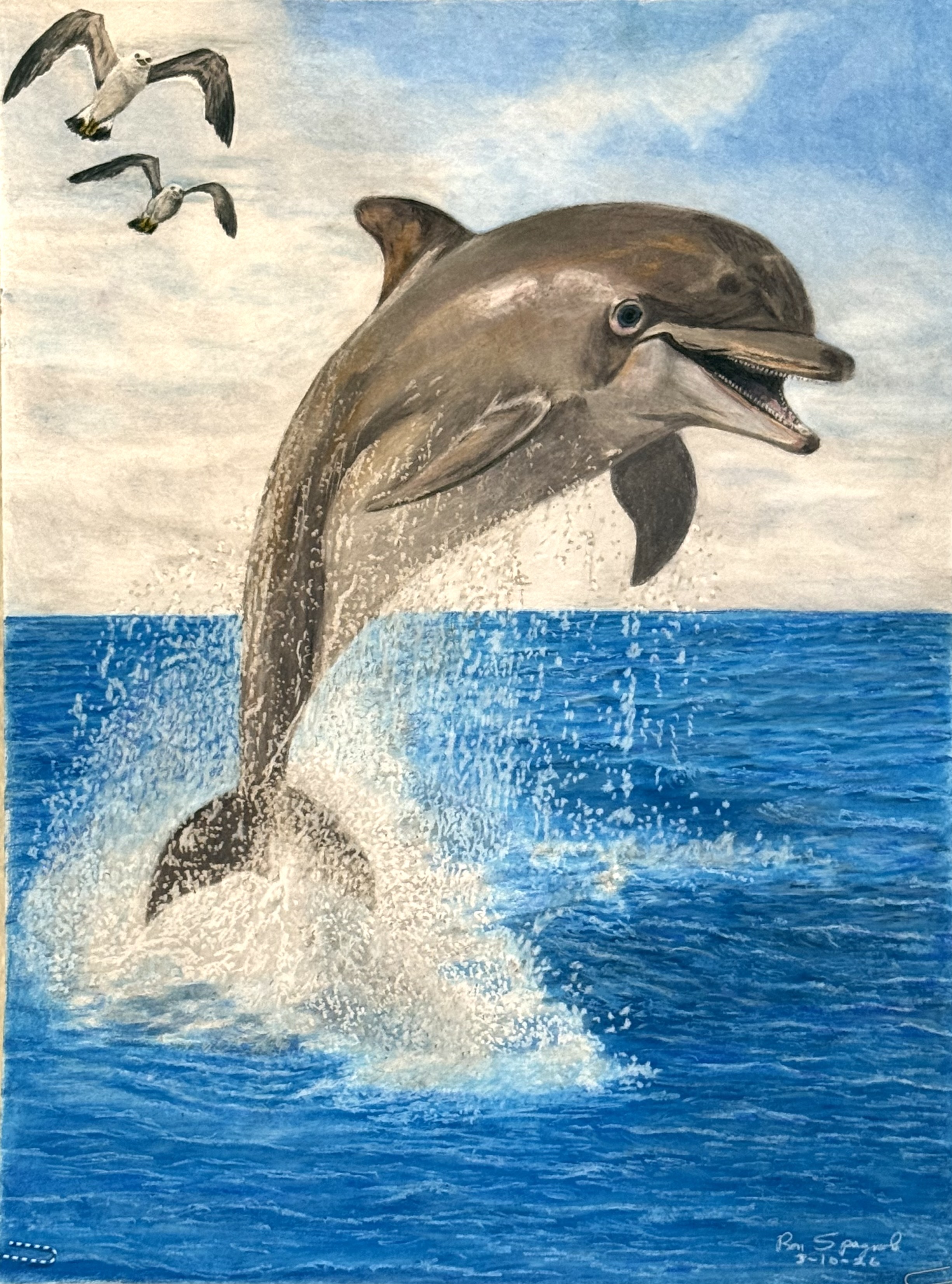 Dolphin Jumping