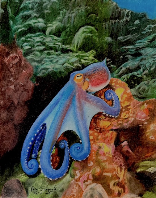 Octopus