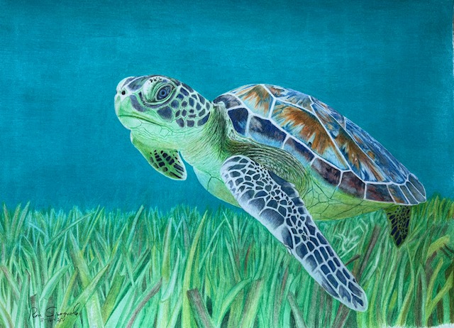 Turtle
