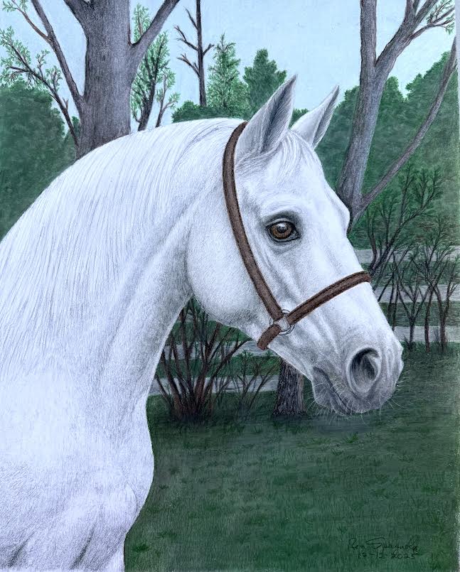 Arabian Horse